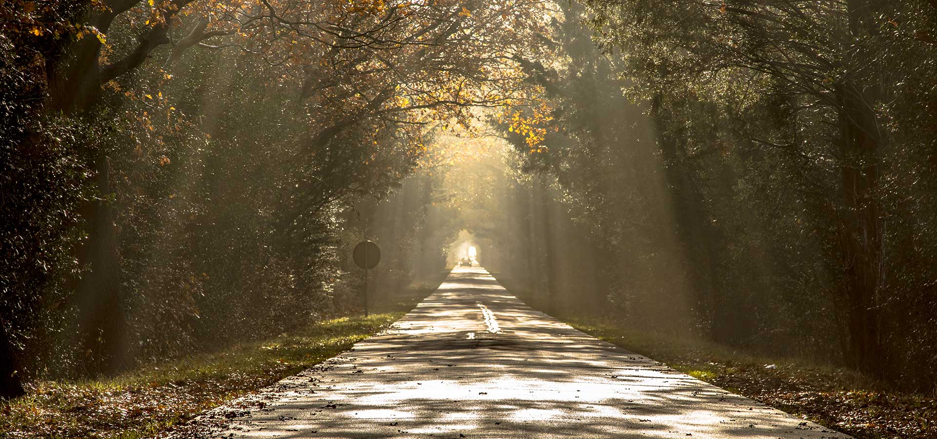 Testing image url to comapre raw